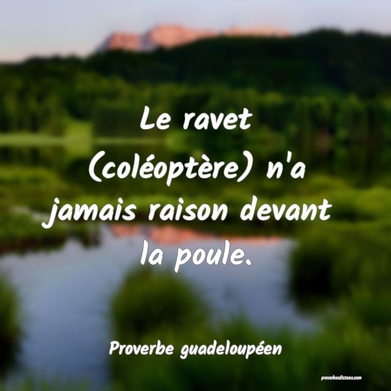 Proverbe guadeloupéen - Le ravet (coléoptère) n ... 