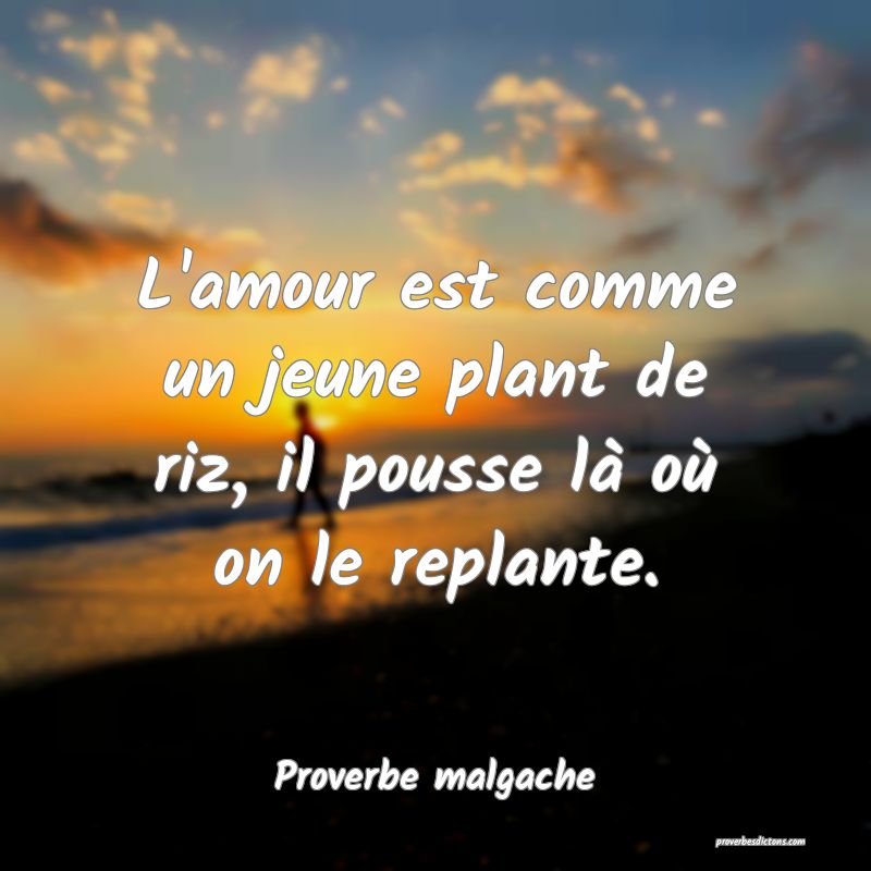L Amour Est Comme Un Jeune Plant De Riz Il Pousse