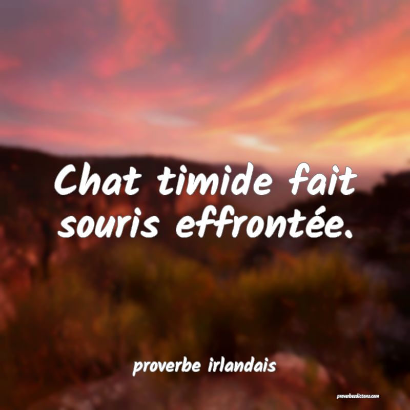 Chat Timide Fait Souris Effrontee Chat Timide Fait Souris Effrontee