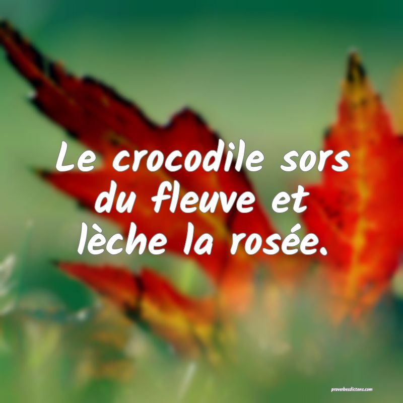 Le crocodile sors du fleuve et lèche la rosée.