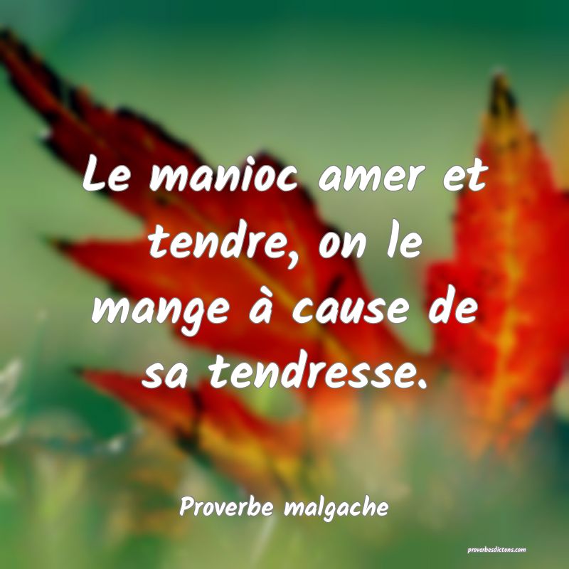 Le manioc amer et tendre, on le mange à cause de sa tendresse.
